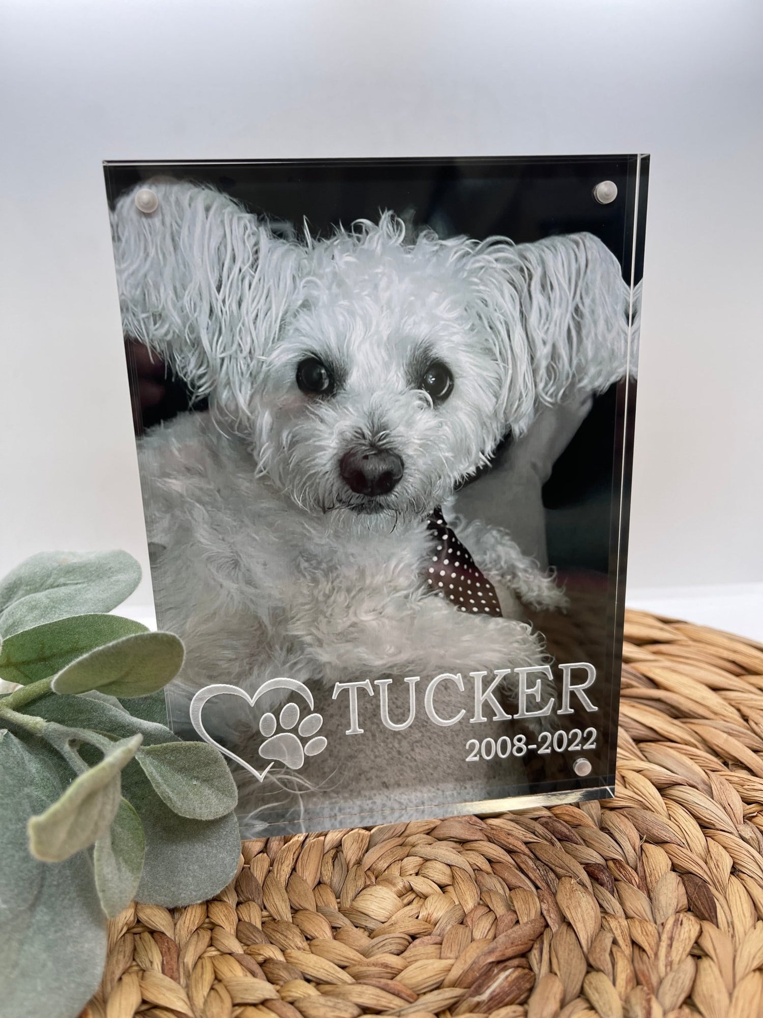 Pet Gifts